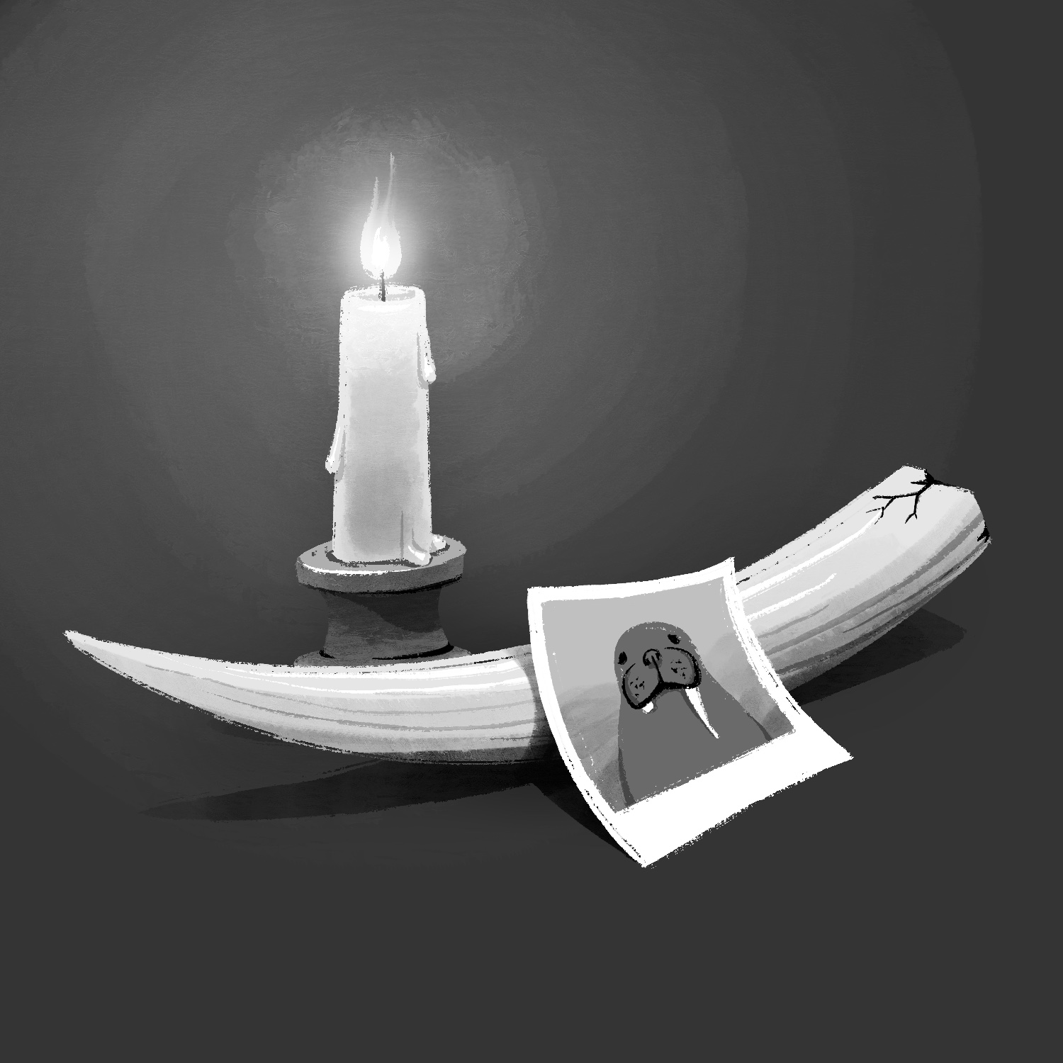 A black and white illustration of a broken tusk, a Polaroid photograph, and a candle. The tusk is resting on its middle and curved upward on both ends. The far end appears to be broken, and the closer end is the tip. It has grooves going down its length. The Polaroid photo is leaning up against the tusk in the middle and is of a walrus with a broken tusk. The candle is medium-length and is behind the tusk, to the left. It is on a basic candle holder, and there are beads of melted wax running down it. It is lit and giving off a soft glow. The background is dark gray.